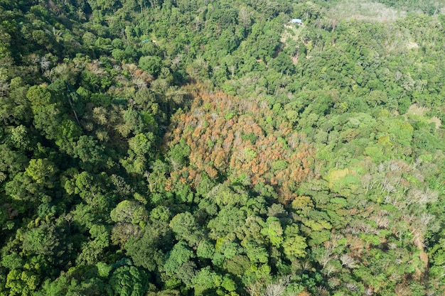 A aerial view of the Amazon rainforest in 2025, showing a large area of deforestation with smoke rising, contrasting with a lush, untouched area of the forest where a small indigenous community is visible.